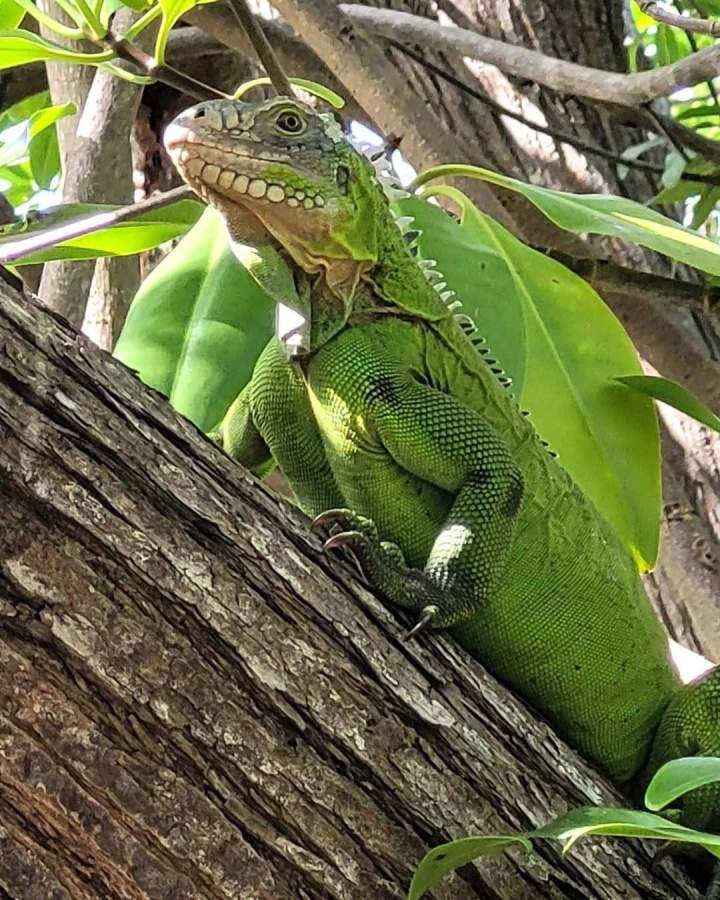 Découverte de la faune Martinique